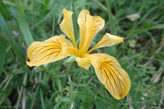 Iris innominata