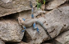 Laudakia tuberculata