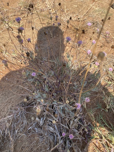 Transvaal Tasselflower (Emilia transvaalensis)