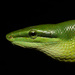 Red-tailed Green Ratsnake - Photo (c) muangpaisuetrong, some rights reserved (CC BY-NC)