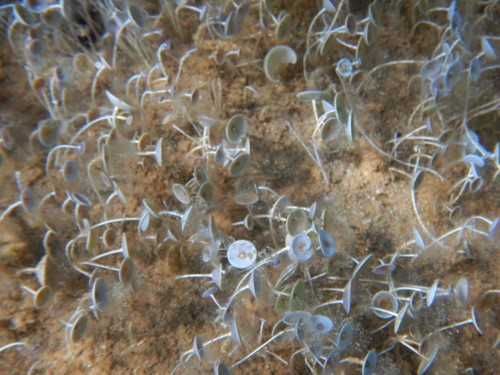 Image of Acetabularia acetabulum by (c) Chris Taklis, some rights reserved (CC BY)