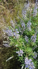 Lupinus wyethii