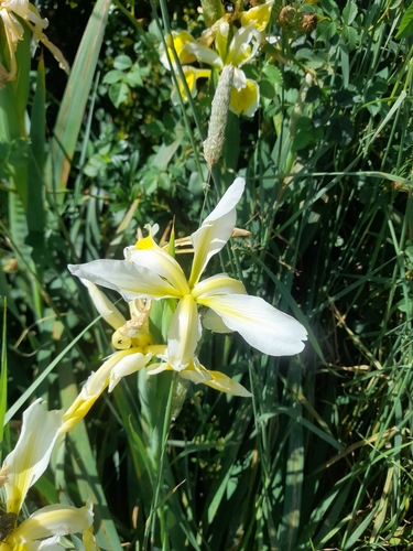 Image of Iris orientalis by (c) etrusko25, some rights reserved (CC BY)