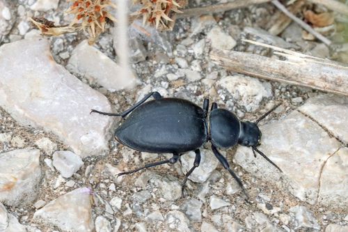 Tentyria grossa