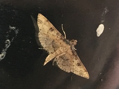 Nacoleia charesalis