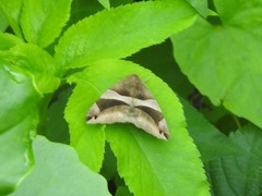 Bastilla arcuata