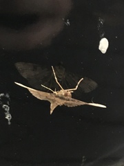Nacoleia charesalis
