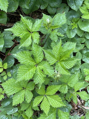 Rubus pseudojaponicus iNat (2)