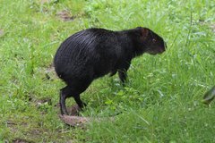 Dasyprocta fuliginosa