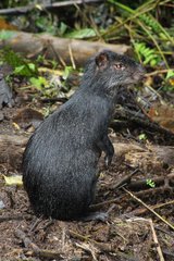 Dasyprocta fuliginosa