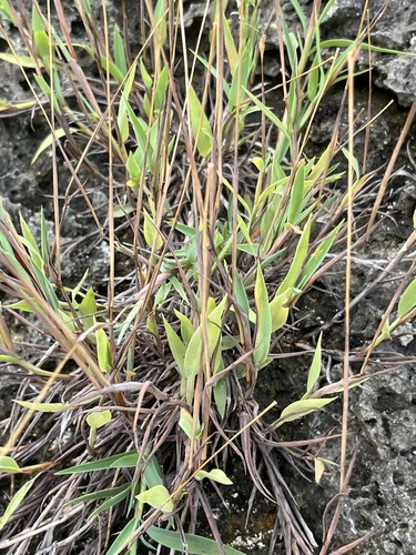 Ischaemum aureum iNat (1)