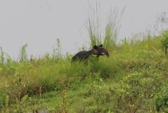 Tapirus pinchaque