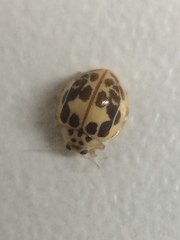 Psyllobora confluens