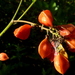 Paullinia trigonia - Photo 由 Alex Popovkin 所上傳的 (c) Alex Popovkin，保留部份權利CC BY-NC-ND
