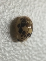 Psyllobora confluens