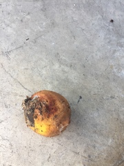 Penicillium digitatum