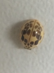 Psyllobora confluens