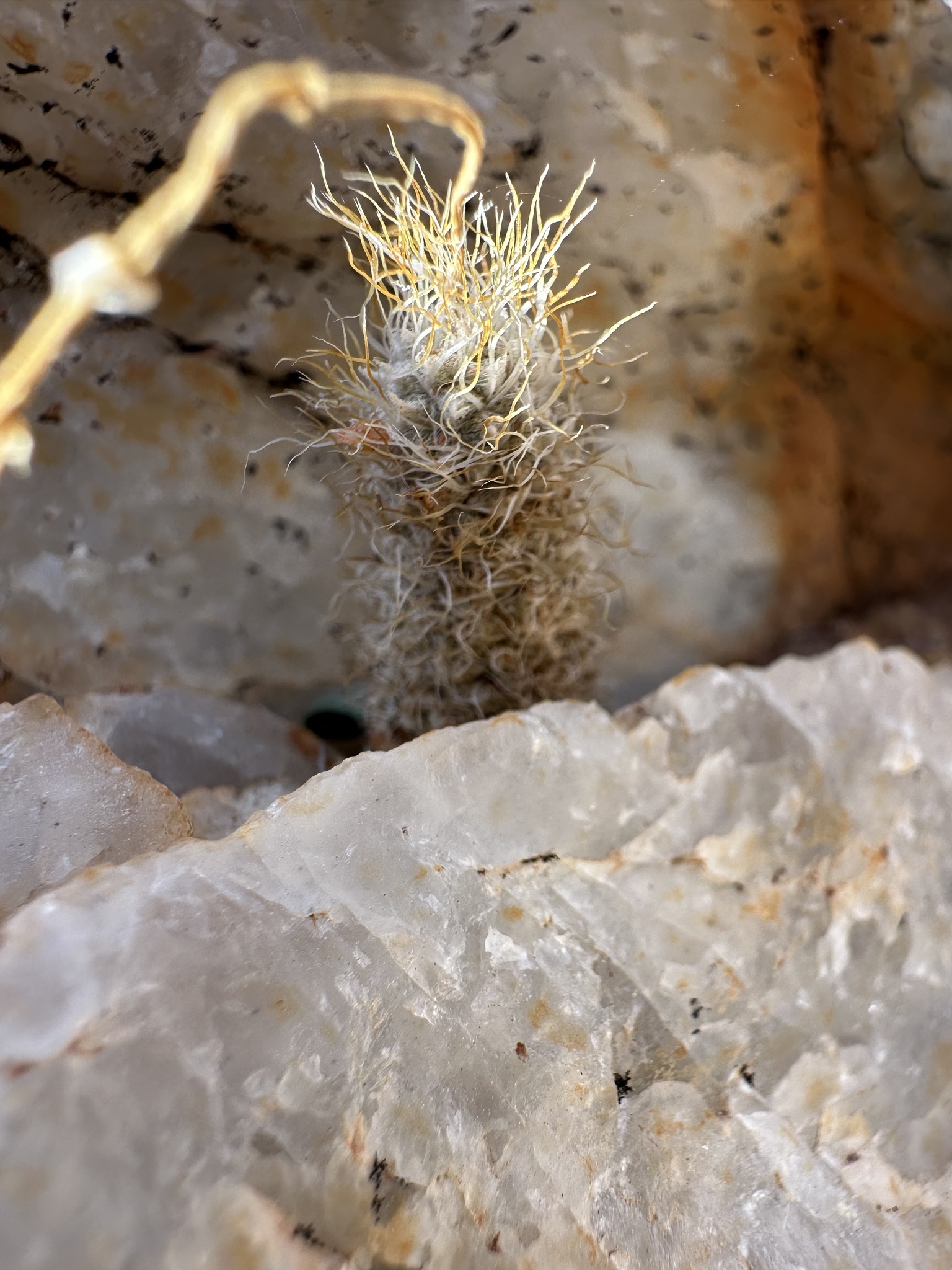 Imagem de Rosa-do-deserto