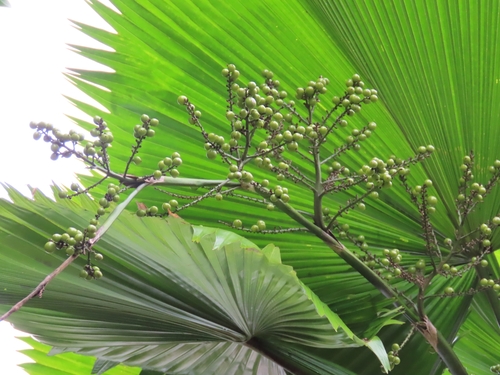 Licuala grandis