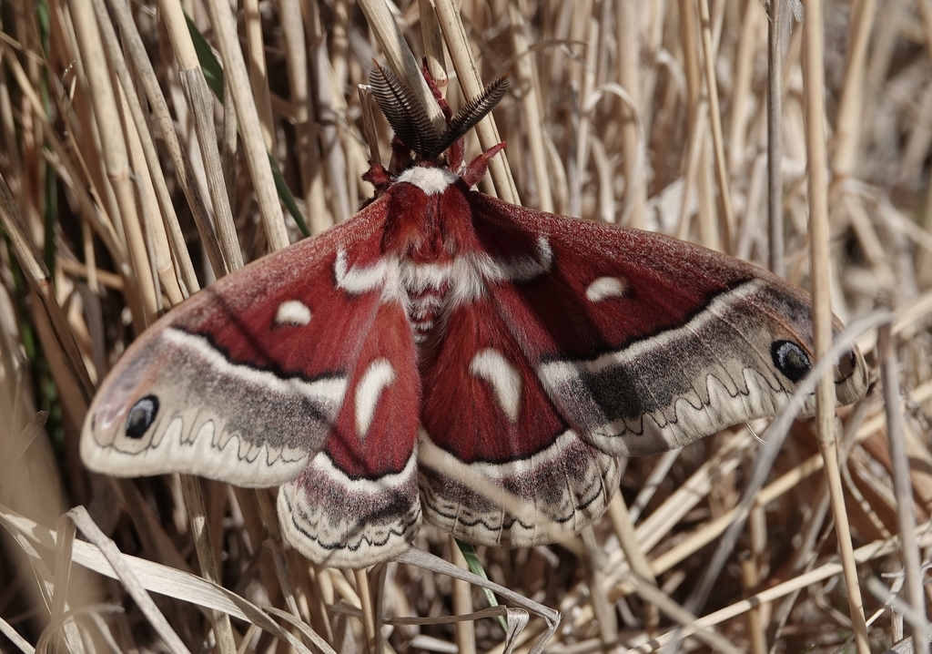 Glover's Silkmoth