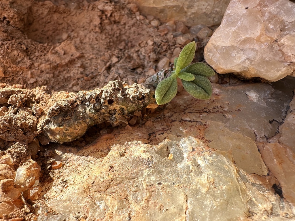 Tylecodon sulphureus