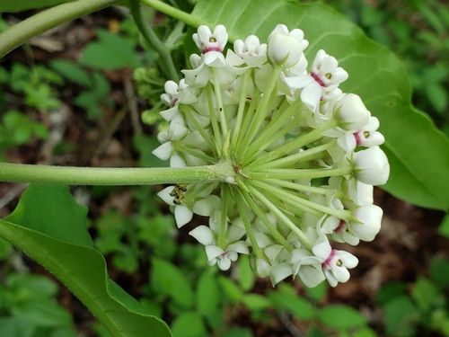 redring milkweed