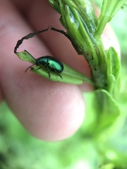 Gastrophysa cyanea