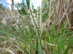 Sporobolus contractus