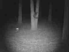 Urocyon cinereoargenteus townsendi