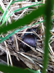 Scaphinotus elevatus