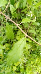 Crataegus germanica