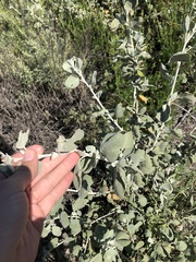 Malacothamnus gracilis