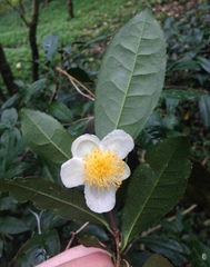 Image of Camellia sinensis