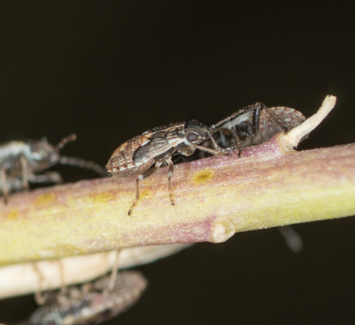 Lygaeidae