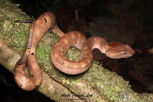 Photo of a Borneo Pit Viper (Craspedocephalus borneensis)
