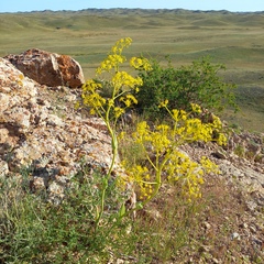 Ferula ovina, photograph (c) Alexander Dubynin, some rights reserved (CC BY)
