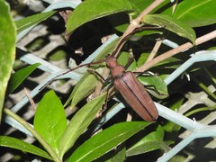 Aegolipton marginale