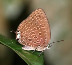 Arhopala pseudomuta