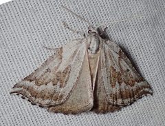 Plataea californiaria