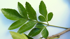Paullinia trigonia