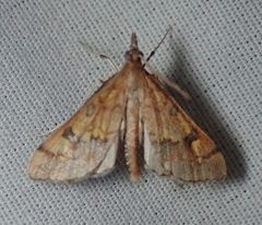 Choristostigma elegantalis