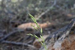 Poa secunda