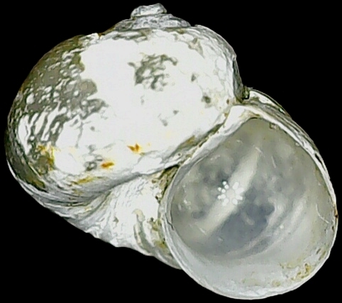 Borysthenia naticina