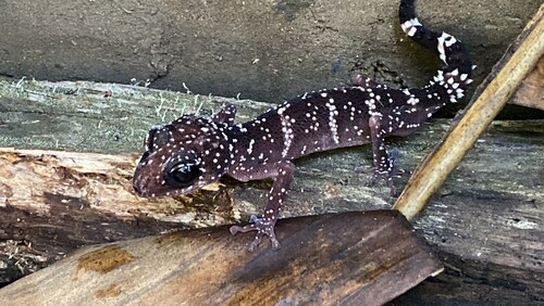 Large-eyed Leaf-toed Gecko, Paroedura masobe