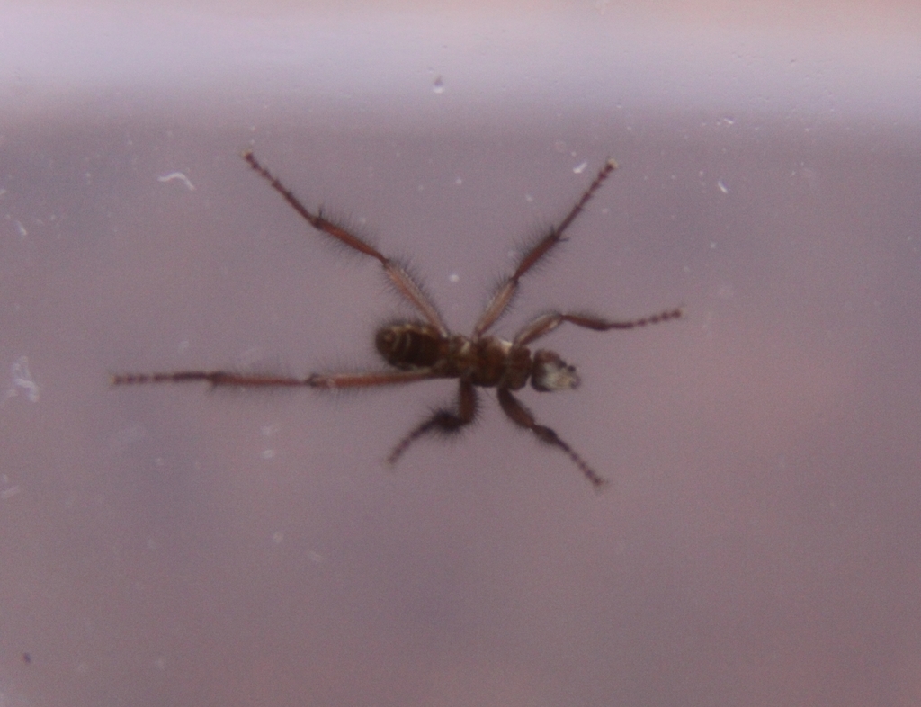 Icaridion nasutum