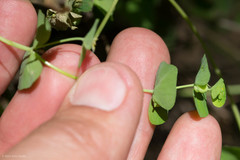 Euphorbia crenulata