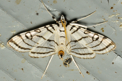 Conchylodes concinnalis