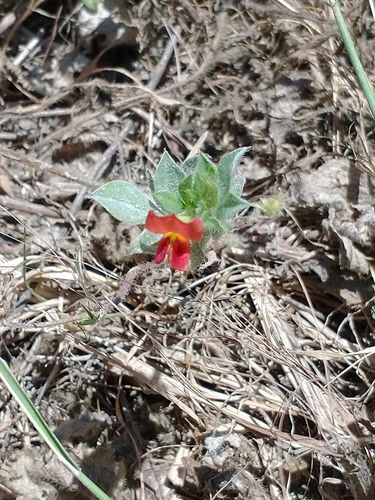 Winged pea (Lotus tetragonolobus)