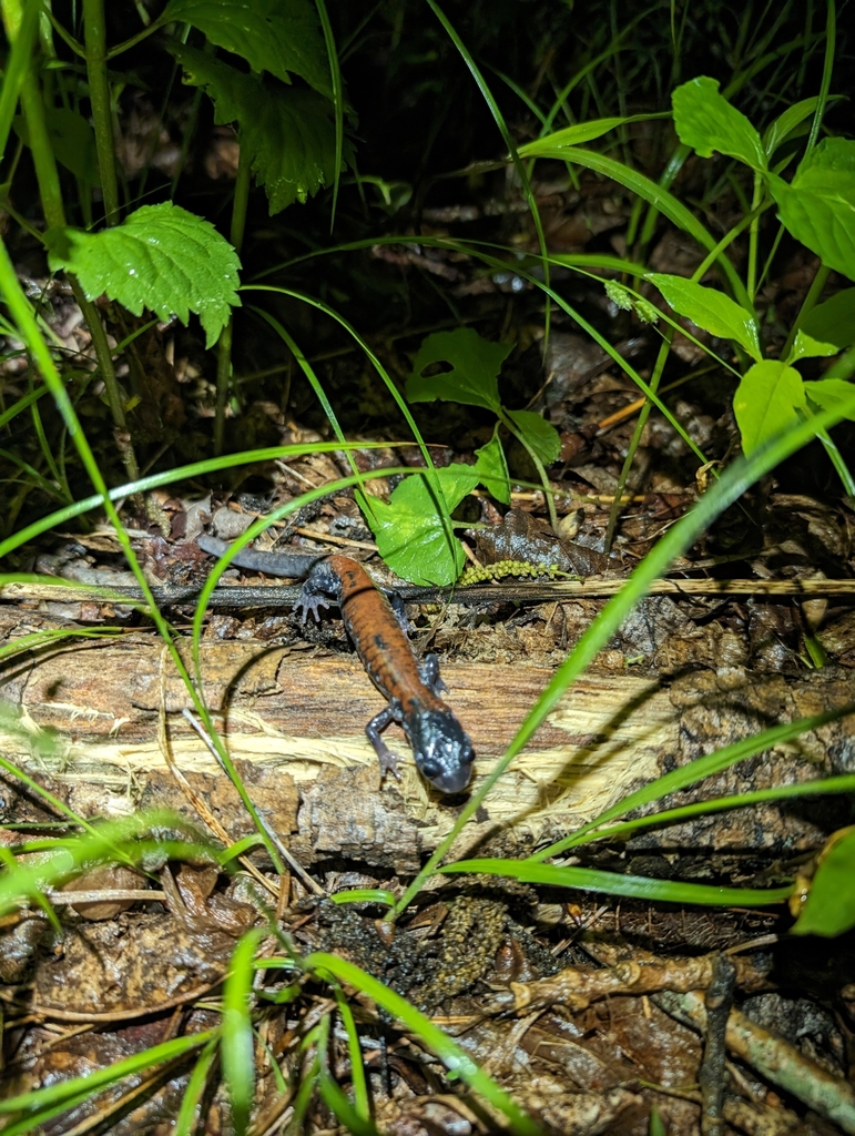 Yonahlossee Salamander in May 2024 by Billy Gottenstrater · iNaturalist