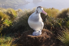 Antipodean Albatross photo 2
